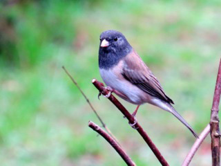 Dark-eyed-Junco