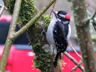 Downy-Woodpecker