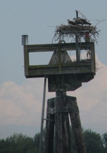 HartlineOspreyNest