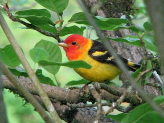 Western-Tanager