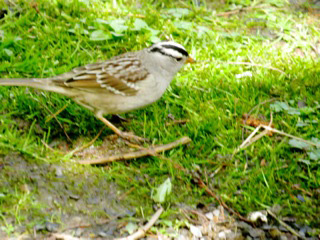 White-crowned-Sparrow