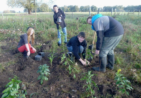 planting